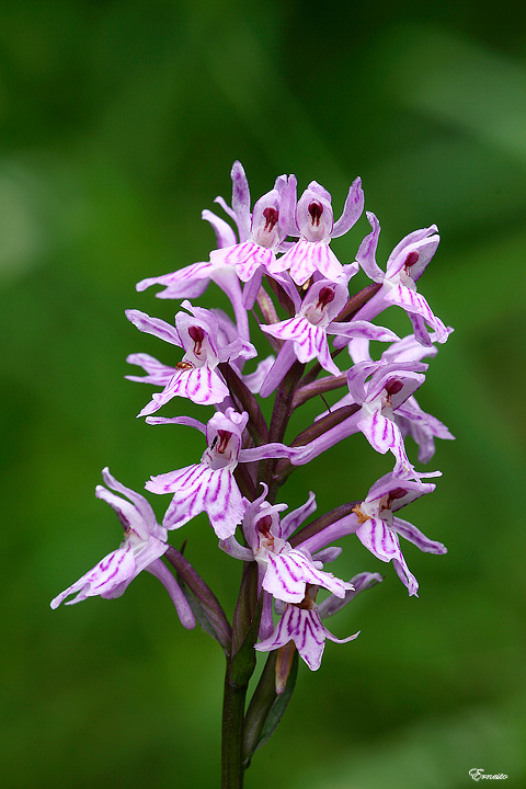 Dactylorhiza maculata subsp. fuchsii